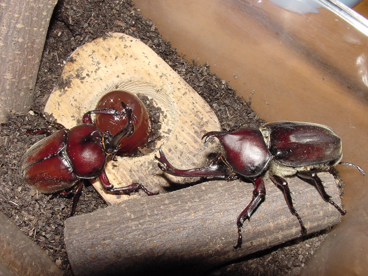 匠真の生き物集＜カブトムシ特集＞